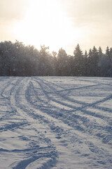 Wall Mural - winter forest on a hill in the snow at sunset on a sunny day