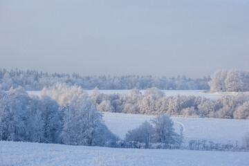 Wall Mural - winter landscape with snowy fields and forest covered with hoarfrost in a frosty haze on gray sky background