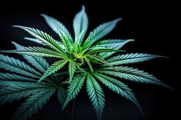 Wall Mural - Lush green cannabis plant against black background in detailed focus