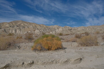 Desert Landscape