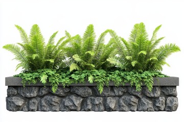 Hawaiian tree fern wall fence with stone planter isolated on white for park or garden decor