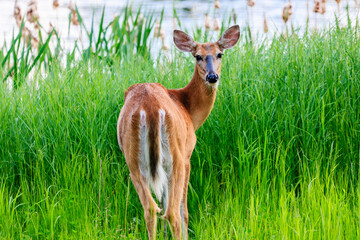 A deer is standing in a field of tall grass