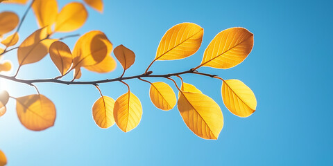 Aufkleber - Bright yellow autumn leaves glowing in the sunlight against a clear blue sky