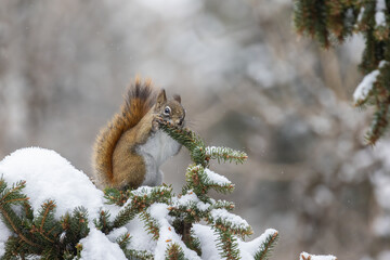 Wall Mural - American red squirrel (Tamiasciurus hudsonicus) feeding in winter