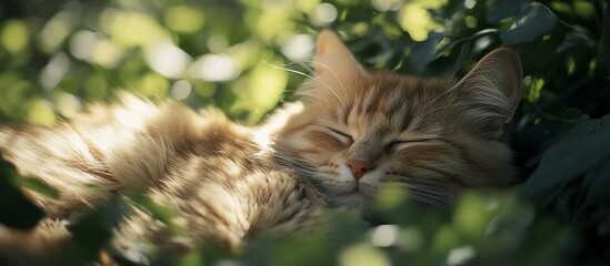 Aufkleber - Fluffy ginger cat peacefully sleeping in lush green foliage, bathed in sunlight.