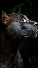 Poster - Close-up of a black jaguar's head and shoulders, gazing upward in a dark setting.