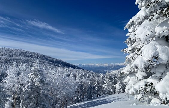 snow covered trees
