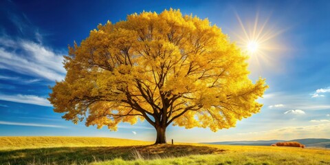Wall Mural - Tree with yellow leaves on a sunny autumn day , Nature, autumn, foliage, branches, golden, vibrant, colorful, season, outdoors