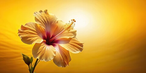 Wall Mural - Hibiscus flower silhouette against a sunny yellow background, botanical, bloom,  botanical, bloom