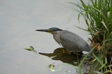 Wall Mural - The Night Heron is a type of heron known for its nocturnal feeding habits and distinctive appearance. There are two main species of night herons: the Black-crowned Night Heron (Nycticorax nycticorax) 