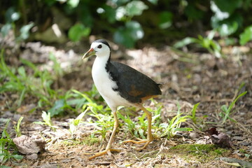 Poster - The White-breasted Waterhen (Amaurornis phoenicurus) is a bird species belonging to the Rallidae family, commonly known as the waterhen or swamp hen. 