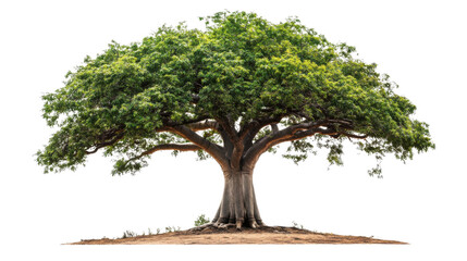 baobab tree transparent background