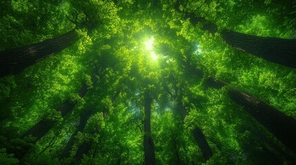 Canvas Print - Sunlight through lush green forest canopy.