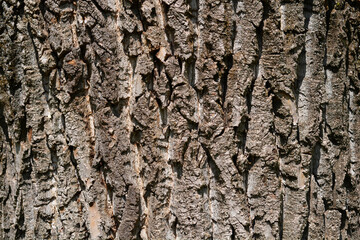 Candadian poplar bark detail