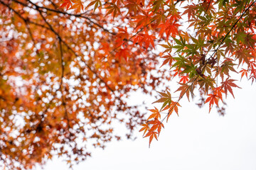 Wall Mural - Close up of autumn colored maple leaves hanging on the trees against blurred trees and sky backgrouond