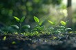 © Roshani - Natural growth of small trees in sunlight for sustainable agriculture.