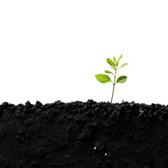 Poster - Young green plant growing out of black soil isolated transparent background