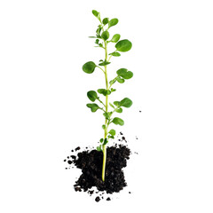Poster - Young green plant growing out of black soil isolated transparent background