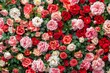 © Maryam - Natural fresh red roses flowers pattern wallpaper. top view, Red rose flower wall background. MZ