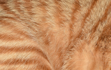 Wall Mural - Full frame abstract orange cat fur background texture beautiful shiny photography