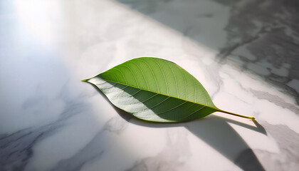 Wall Mural - A vibrant green leaf lies peacefully on a sleek, white marble surface, casting a gentle shadow while basking in the soft light of spring