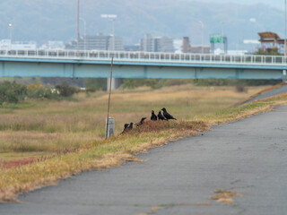 Wall Mural - 河川の堤防に集まるカラスの群れ