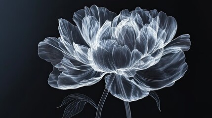 Poster - Elegant White Line Art Peony Flower on Black Background