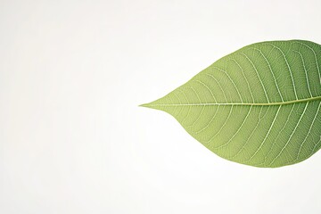 Poster - Fresh Green Leaf With Intricate Veins Against a Clean Background Showcasing Nature's Beauty