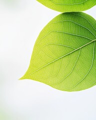 Poster - Fresh Green Leaf Displaying Intricate Vein Patterns Against a Bright Background