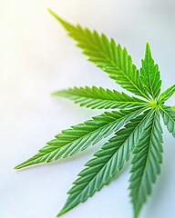 Aufkleber - Close up of a Detailed Cannabis Leaf Highlighting Intricate Edges on a Bright Background