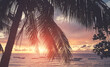 © MaciejBledowski - Coconut palm tree silhouette at sunrise, selective focus, Philippines.