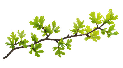Aufkleber - Horizontal branch with fresh green leaves growing on a transparent background, perfect for spring and summer compositions