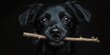 © SweetCommercial - Black dog is holding a stick in its mouth