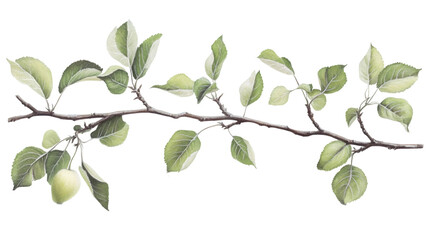 Poster - Watercolor painting of an apple branch with leaves and a small fruit, isolated on transparent background