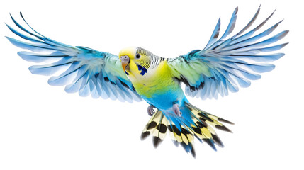Poster - Vibrant budgerigar spreading wings, soaring against white backdrop, expressing avian freedom and natural movement