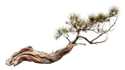 Aufkleber - Miniature pine tree growing on a weathered piece of wood, isolated on transparent background, perfect for image manipulations