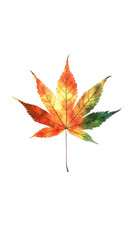 Leinwandbilder - Japanese maple leaf in autumn colors painted with watercolor on a transparent background