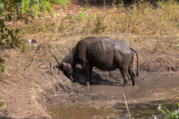 thai water buffalo in ricefields near kho ku so bamboo bridge in northern thailand near pai