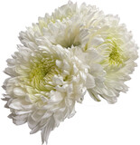 white chrysanthemum png cutout