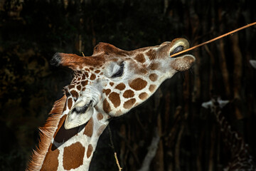 Giraffe eats twigs. The tallest living terrestrial animal and the largest ruminant. Latin name - Giraffa camelopardalis