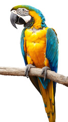 Poster - Vibrant macaw perching on wooden branch, tropical bird displaying brilliant plumage against transparent backdrop