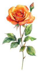 Poster - Watercolor painting of a vibrant orange rose with lush green leaves on a transparent background, offering a beautiful floral element