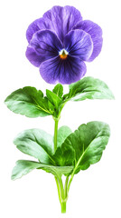 Poster - Studio shot of a purple pansy flower with green leaves growing on a transparent background
