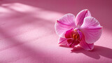 Pink orchid flower on soft pink background, International Women's Day March 8	