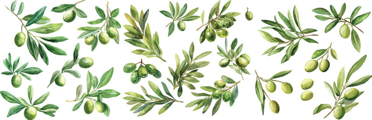 olive branch watercolor clipart