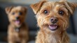 © aritha - Two cheerful dogs, one in focus, smiling at the camera, creating a joyful atmosphere.