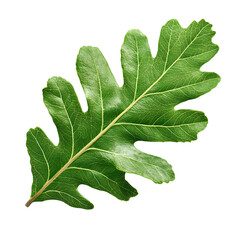 Leinwandbilder - Green oak leaf falling, transparent backdrop highlighting natural botanical detail