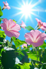 Poster - Pink flowers thrive under the radiant sun, surrounded by lush green leaves on a bright afternoon, creating a vibrant atmosphere