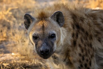 close-up of a spotted hyena in a savannah.