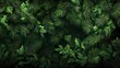 © Gaming - Lush evergreen foliage background texture.